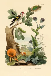 Kantarell, 1833-39