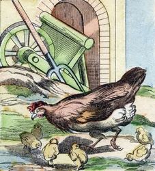 Kyckling och kycklingar. Gravyr i "Buffon Alphabet des Oiseaux n 2". 3:e Serie N 2. Avbildning av Epinal, Epinal, sent 1800-tal. 16 sidor. Mått: 28x21cm