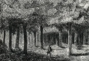 Cinchona tree skog som producerar cinchona bark för behandling av malaria, Peru (gravyr) 1888