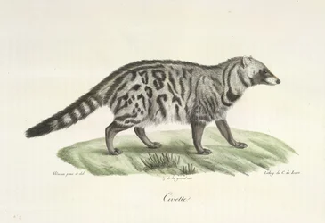 Civet, från Natural History of Mammals (färg litho)