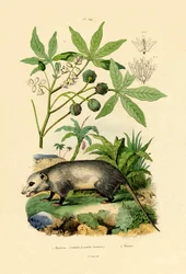 Vanlig Opossum