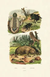 Stinkhorn, 1833-39