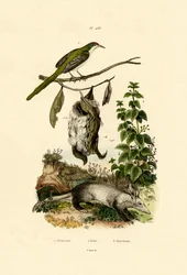 Vanlig skräddarfågel, 1833-39