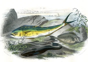 Coryphene Hippurus (coryphene havsruda, kameleonfisk) - En bas: echeneis remora et le nason licornet - Tallrik extraherad från Natural History av Bernard Germain de Lacepede (1856-1925), upplaga P.Furme, Paris