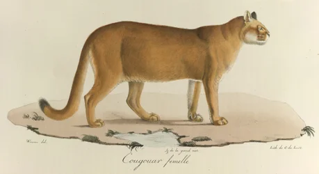 Cougar, En kvinnlig puma, från 