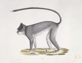 Croo. En apa, från Natural History of Mammals (färg litho)
