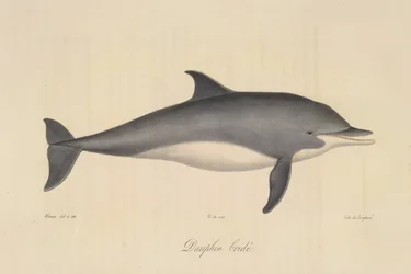 Bridled Dolphin, från Natural History of Mammals (färg litho)