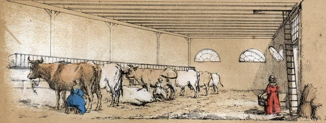 Beskrivning av kons olika produkter och användningsområden: mjölkning och produktion av komjölk, sett från ett stall. Tavla "" La coache et ses produits"" i "" les Recreations instructives"" Synoptikmålning av Jules DELBRUCK, gravyr från 1860. Privat