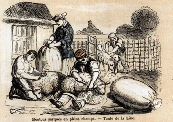 Beskrivning av fårens olika användningsområden och produkter: fårstyckning. Tavla "" Les Moutons"" i "" les Recreations instructives"" Synoptisk målning av Jules DELBRUCK, gravyr från 1860. Privat samling.
