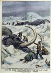 Upptäckt av förhistoriska mammutar fångade i polarisen, deb. 1900-talet