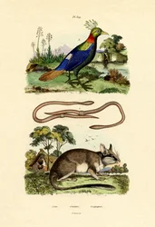 Dormus, 1833-39
