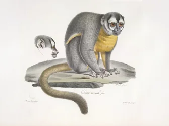 Douroucouli eller nattapa - Aotus trivirgatus, från Natural History of Mammals (färg litho)