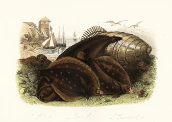 Dovertunga, Solea solea, europeisk rödspätta, Pleuronectes platessa, och vanlig dubb, Limanda limanda, på en strand med en fiskfälla, fiskebåtar i bakgrunden