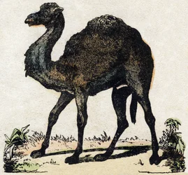 Dromedar. Gravyr i "" Alphabet des animaux sauvages"". 9:e serien. Bildspråk av Epinal, Pellerin, tryckare-förlag, ca 1870. Gravyrer på trä, stencilerade. 16 sidor. Mått: 20 x 15 cm. Privat samling