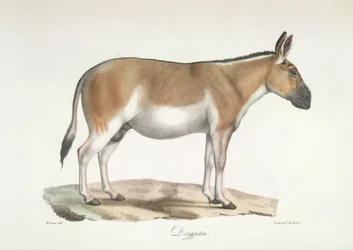 Dziggetai, från Natural History of Mammals (färg litho)