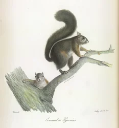 Ecureuil des Pyrenees, ekorre, från Natural History of Mammals (färg litho)