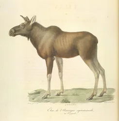Älg från Nordamerika, från Natural History of Mammals (färg litho)