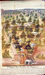 Elefantjakt i Siam, från en redogörelse för jesuiterna i Siam, 1688 (wc på papper)
