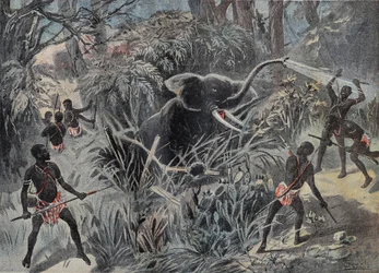 Elefantjakt i Afrika. Elefanten faller i en grop innan den blir färdig med pilar. Gravyr i "" Le Pelerin"" 1899-01-22.
