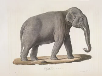 Asiatisk elefant, från Natural History of Mammals (färg litho)