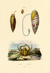 Smaragdkrabba, 1833-39