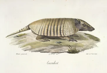 Encoubert, bältdjur, från Natural History of Mammals (färg litho)