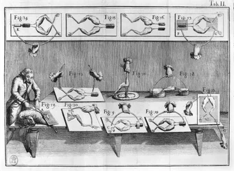 Experiment på grodor, illustration från muscumari
