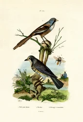 Fältfart, 1833-39