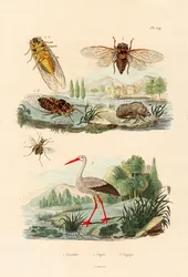 Eldfluga, 1833-39