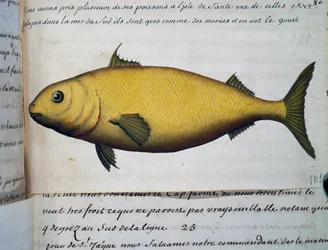 Fisk stor som torsk, Isle De La Sante, akvarell från loggbok av Jacques Gouin de Beauchesne (1652-1730), kapten på Compagnie royale de la Mer du Sud, från 1698 till 1701, Frankrike