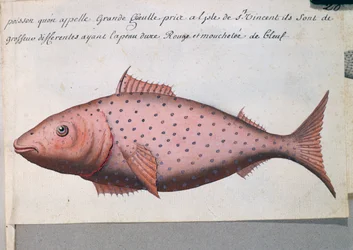 Fisk som heter Big Mouth, ön Sao Vicente, Kap Verde, akvarell från loggbok av Jacques Gouin de Beauchesne (1652-1730), kapten på Compagnie royale de la Mer du Sud, från 1698 till 1701, Frankrike