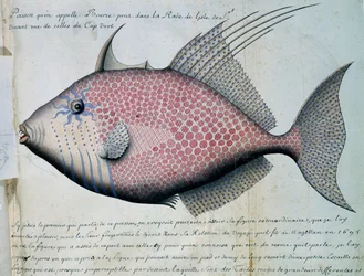 Fisk som heter Bource, ön Sao Vicente, Kap Verde, akvarell från loggbok av Jacques Gouin de Beauchesne (1652-1730), kapten på Compagnie royale de la Mer du Sud, från 1698 till 1701, Frankrike