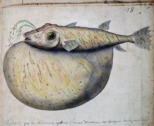 Fisk kallad Crocros, Sao Vicente-ön, Kap Verde, akvarell från Jacques Gouin de Beauchesne (1652-1730), kapten på Compagnie royale de la Mer du Sud, 1698-1701, Frankrike.