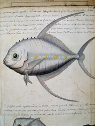 Fisk som heter Lisse, ön Sao Vicente, Kap Verde, akvarell från loggbok av Jacques Gouin de Beauchesne (1652-1730), kapten på Compagnie royale de la Mer du Sud, från 1698 till 1701, Frankrike