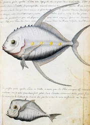 Fisk som heter Lisse och månfisk, ön Sao Vicente, Kap Verde, akvarell från loggbok av Jacques Gouin de Beauchesne (1652-1730), kapten på Compagnie royale de la Mer du Sud, från 1698 till 1701, Frankrike