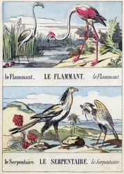 Flament och orm. Gravyr i "Buffon Alphabet des Oiseaux n 2". 3:e Serie N 2. Avbildning av Epinal, Epinal, sent 1800-tal. 16 sidor. Mått: 28x21cm