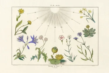 Blomklocka, 1833-39