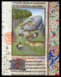 Rävar, från Livre de la Chasse av Gaston Phebus