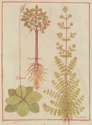 Fr 12322 f.180v Groblad, mejram och mandrake, från Livre des Simples Medecines, c.1520-30