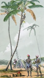 Samla kokosnötter för beredning av Toddy i Indien (färggravyr)