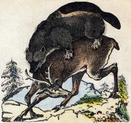 Frossare. Gravyr i "" Alphabet des animaux sauvages"". 9:e serien. Bildspråk av Epinal, Pellerin, tryckare-förlag, cirka 1870. Gravyrer på trä, stencilerade. 16 sidor. Mått: 20 x 15 cm. Privat samling
