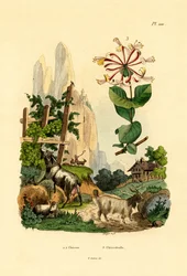Getter, 1833-39