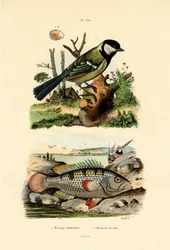 Talgoxen, 1833-39
