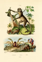 Green Huntsman Spider, 1833-39