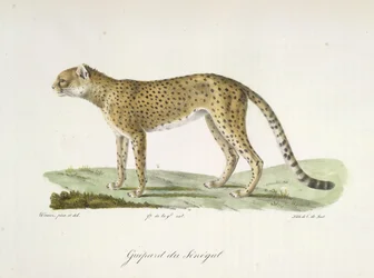Senegal Cheetah, från Natural History of Mammals (färg litho)