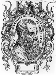 Guillaume Rondelet
