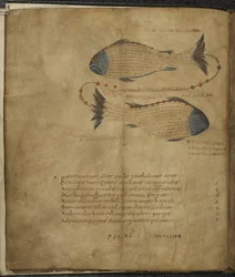 Harley 647, f.3v Illustration av konstellationen Fiskarna, från 