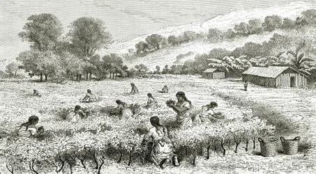Harvest of Coca, Peru, illustration från Le Tour du Monde magazine, 1877