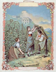 Skörda druvor, från en kalender, c.1880
