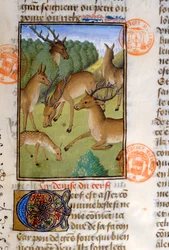 Flock rådjur, från Livre de la Chasse av Gaston Phebus de Foix (1331-91)